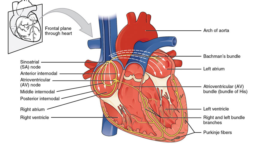 The Heart And Its Electrical System The Heart And Its Electrical System